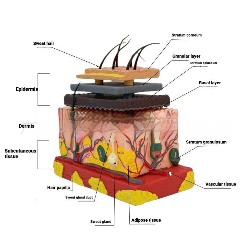 Three-dimensional Human Skin And Hair Follicle Structural Tissue Assembly Skin Layering Model