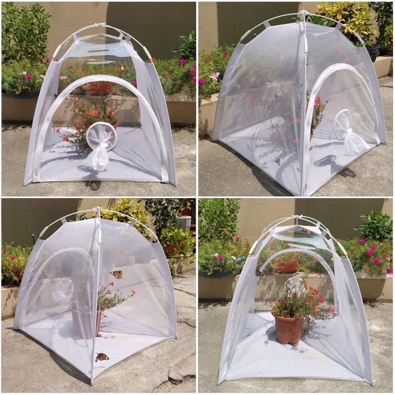 Feeding And Breeding Insects Or Observing Insects