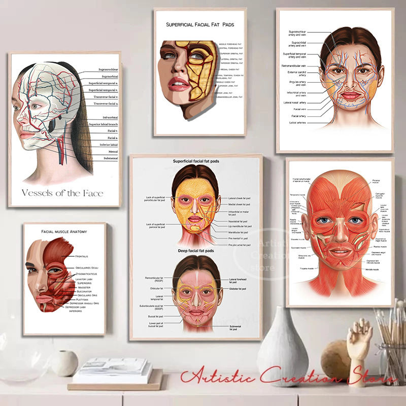 Detailed Anatomical Illustration Of The Human Facial Structure Including Muscles And Blood Vessels