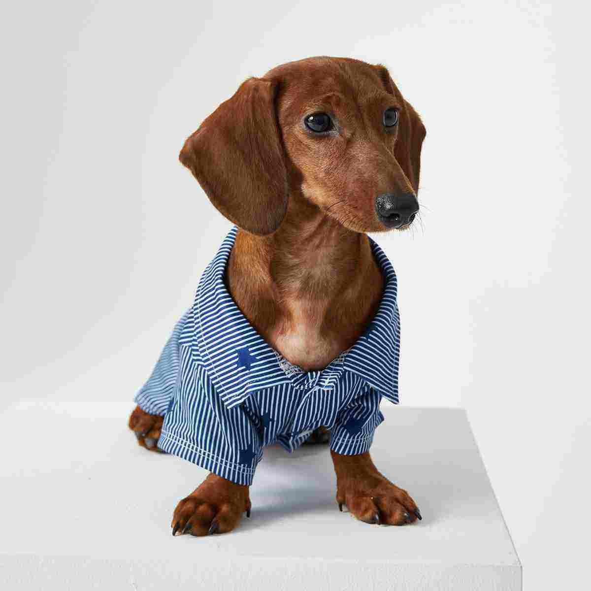 Teddy Puppy Cat Small Puppies Pet Shirt