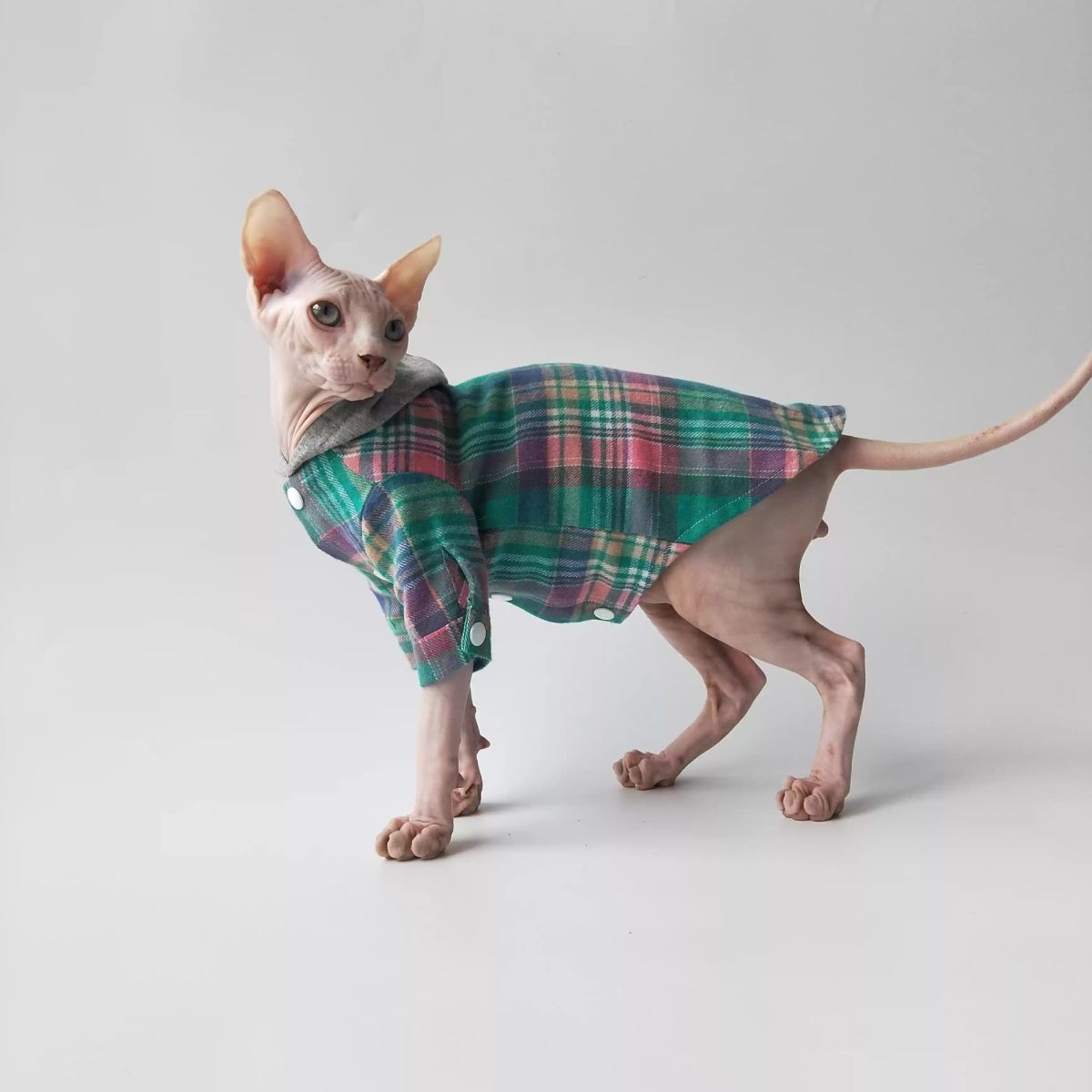 Hairless Town All-Cotton Pet Shirt With Hat