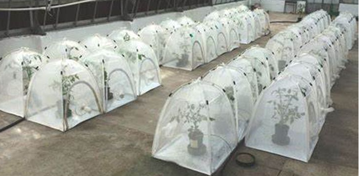 Feeding And Breeding Insects Or Observing Insects