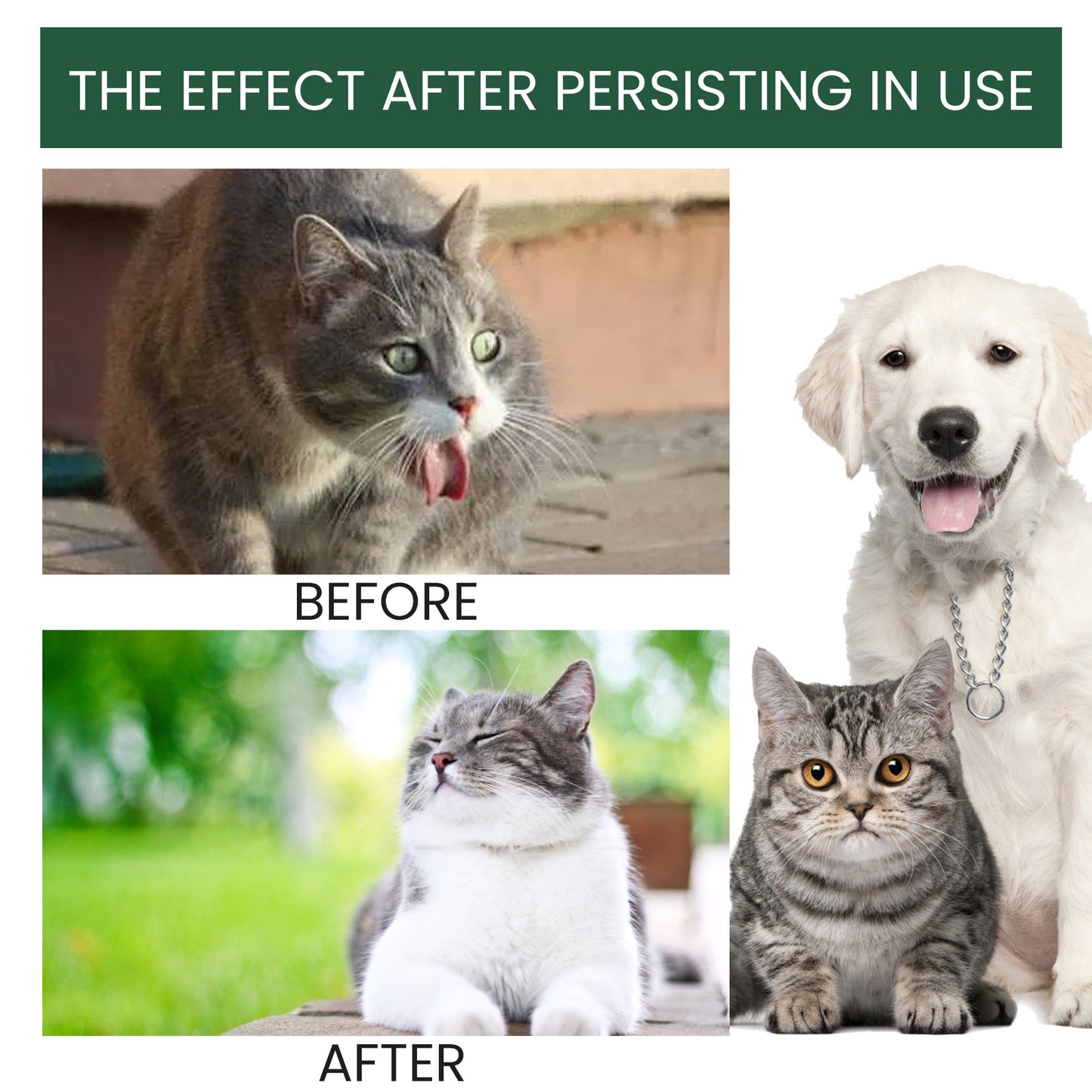 Physical Discomfort Oral Malodor Pet Care Solution