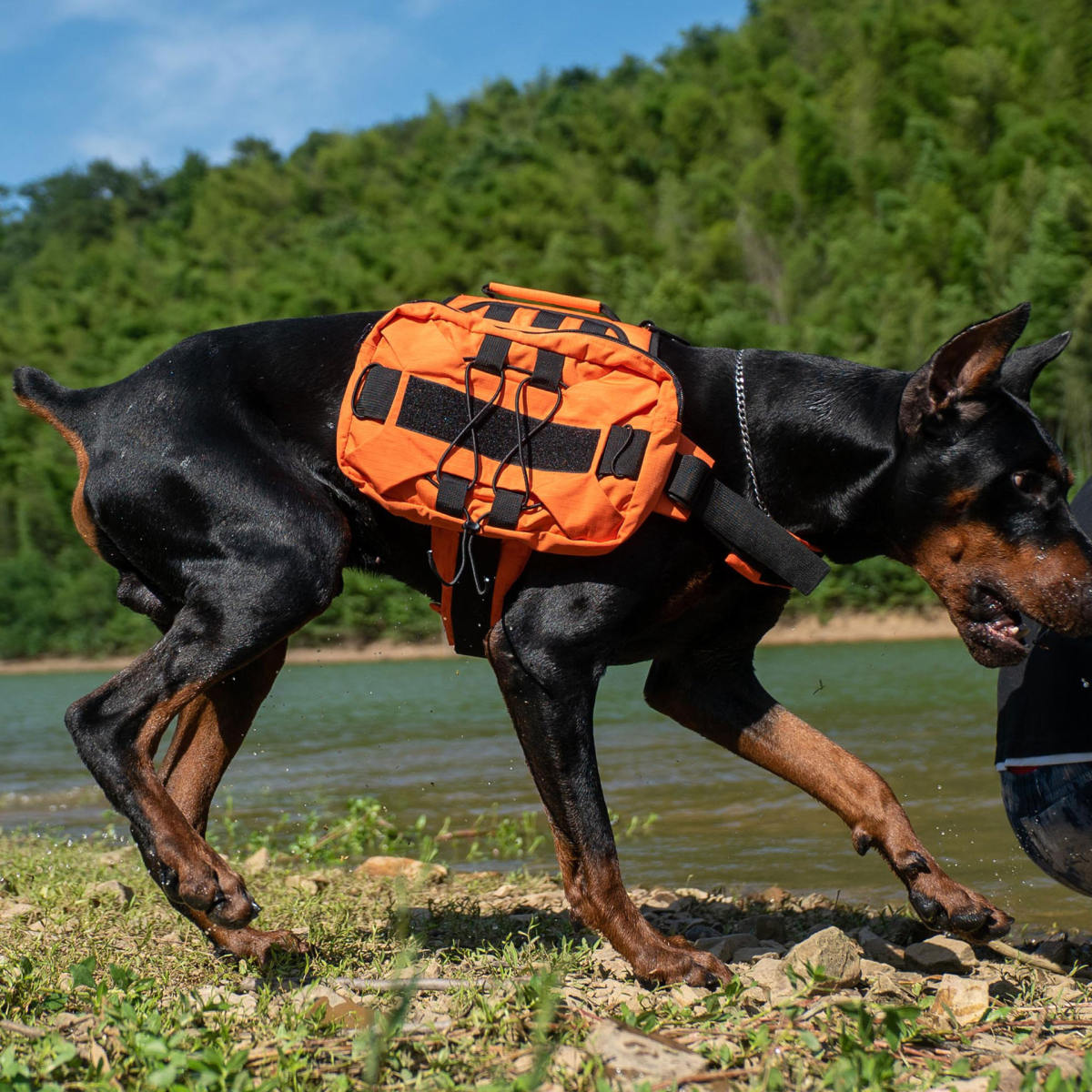 Multi-functional Pet Backpack With Straps