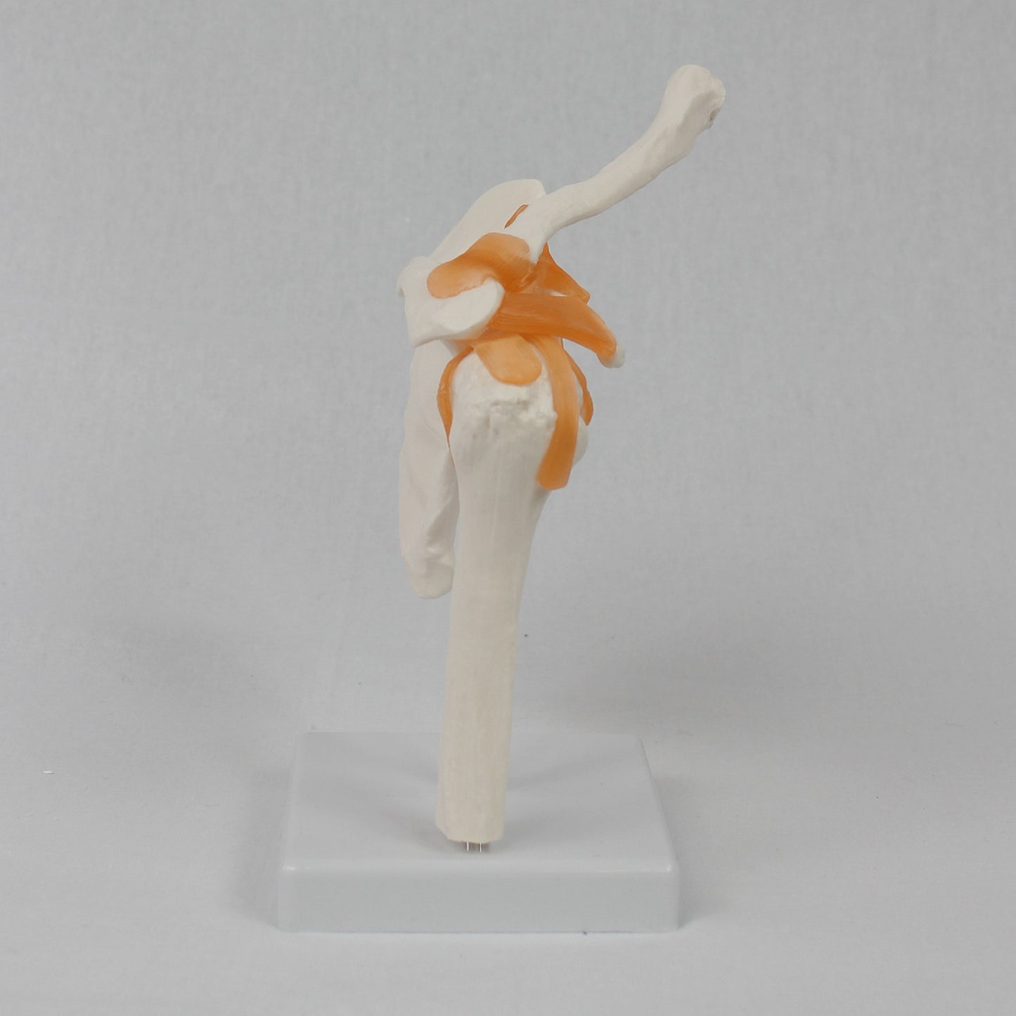 Functional Shoulder Joint Model Teaching Equipment