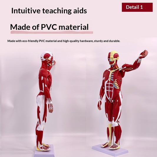 Whole-body Muscle Anatomy With Visceral Model