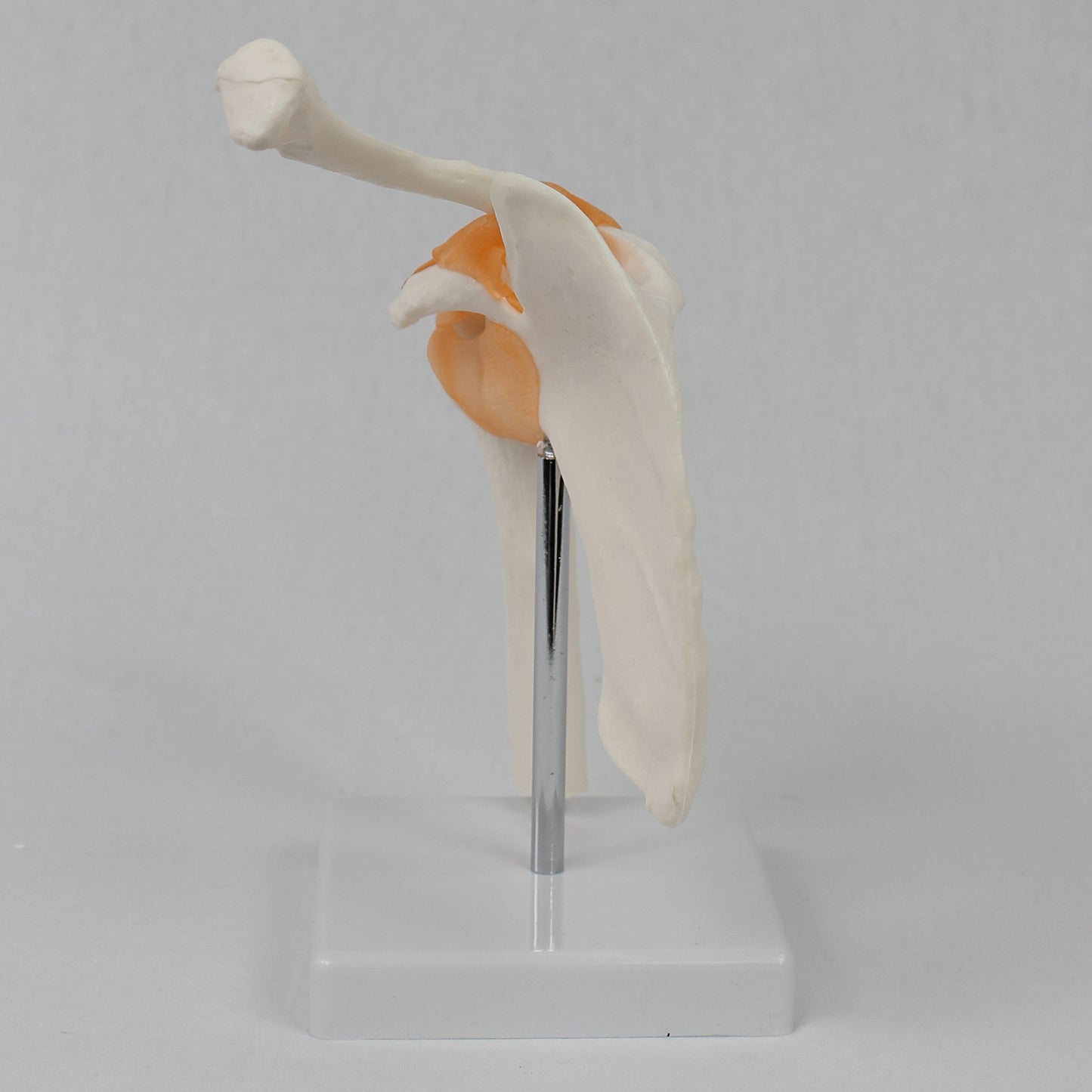 Functional Shoulder Joint Model Teaching Equipment