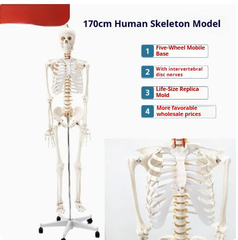 Human Adult Skeletal Spine Model With Intervertebral Discs And Joints For Medical Education Full-body Model