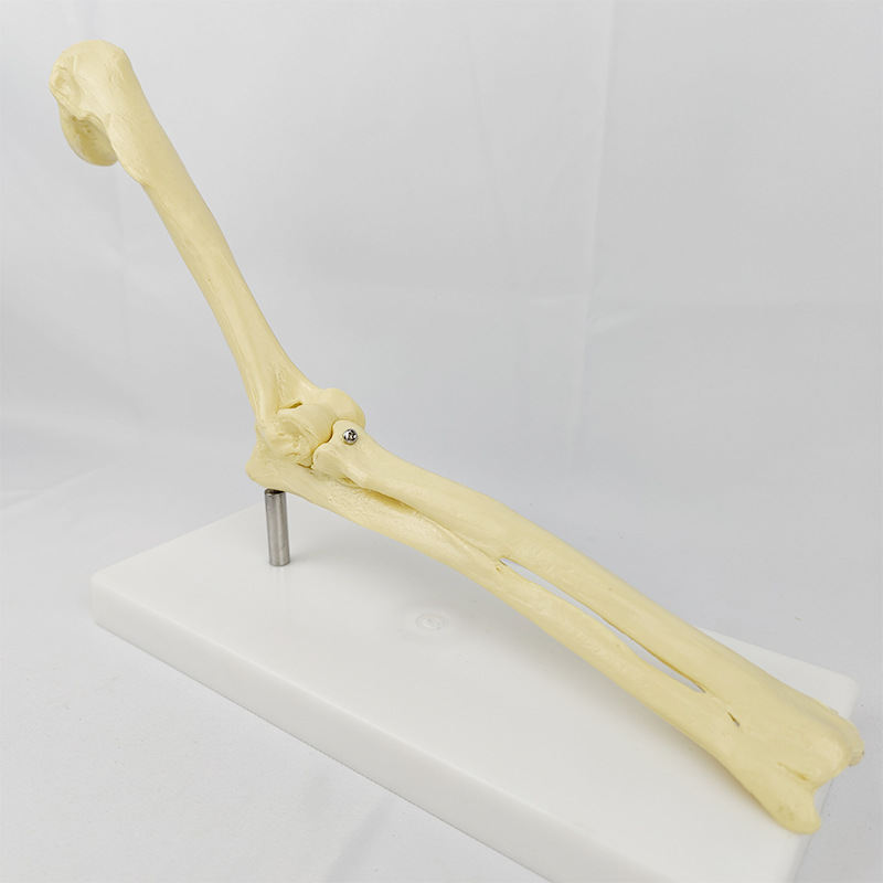 Veterinary Teaching Aids And Models For Pet Hospitals