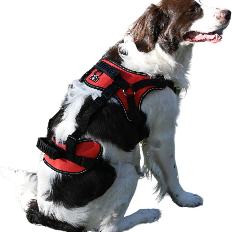 Pet Supplies Auxiliary Clothing