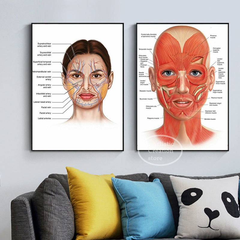 Detailed Anatomical Illustration Of The Human Facial Structure Including Muscles And Blood Vessels