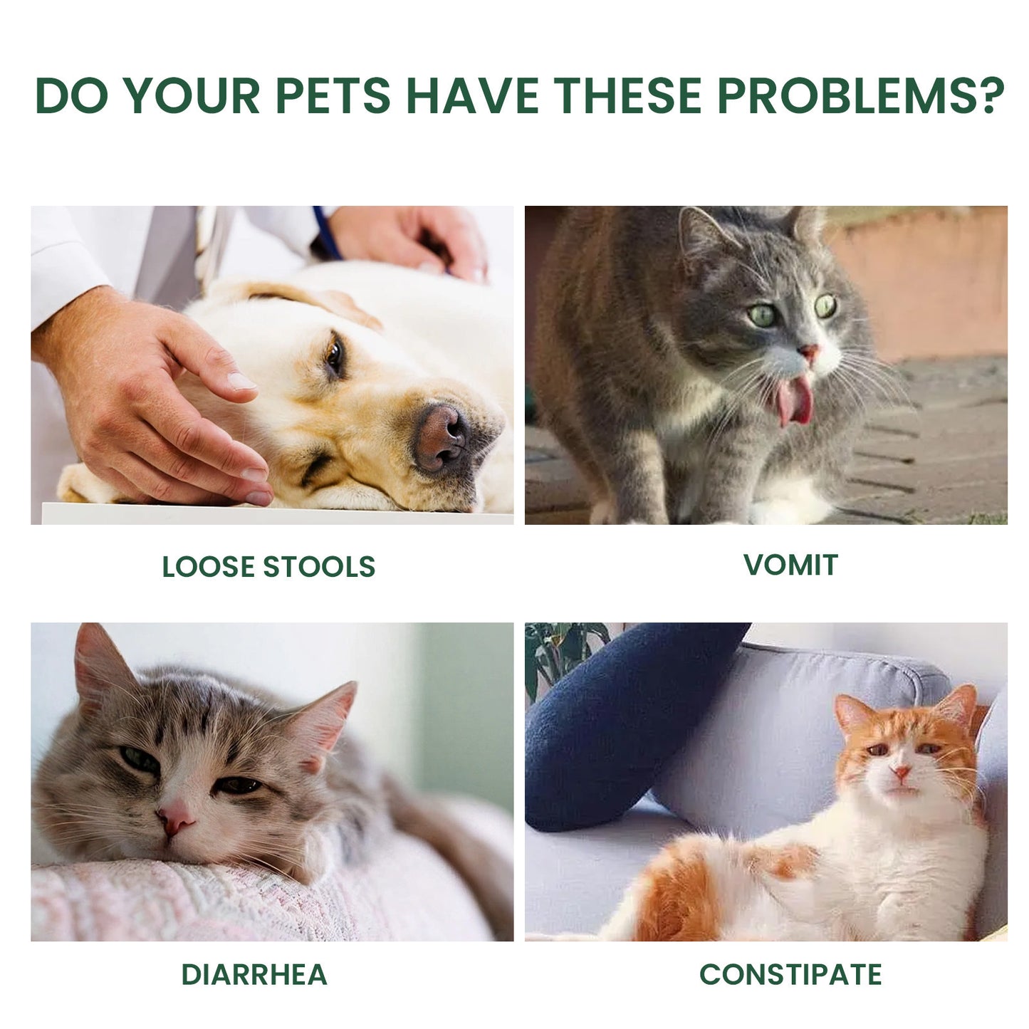 Physical Discomfort Oral Malodor Pet Care Solution