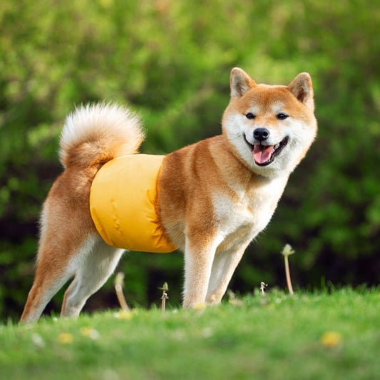Absorbency Of Washable Diapers And Incontinence Pants For Pet Dogs